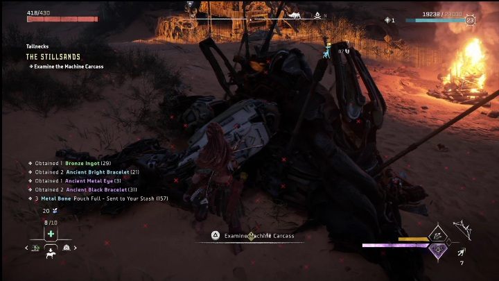 When you get there, you will see some killed animals - Horizon Forbidden West: Tallneck (The Stillsands) - location - Stillsands - Horizon Forbidden West Guide